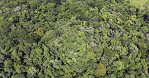 Tropical forest near Iguazu Falls. F008/4418 Tropical forest near Iguazu Falls. F008/4418
