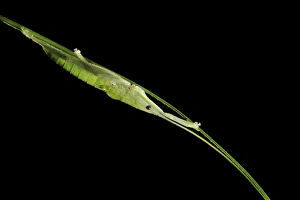 Tropical Insect Photography Prints: Tropical insect