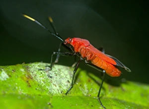 True Bug Prints: True bug C016 / 4530