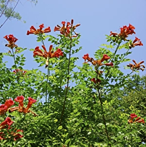 Trumpet Vine (Campsis radicans) C016/4283 Trumpet Vine (Campsis radicans) C016/4283
