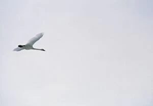 Images Dated 18th November 2004: Trumpeter swan