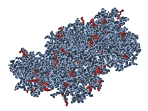 Trypsin molecule, computer artwork Trypsin molecule, computer artwork