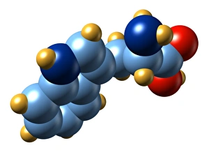 Tryptophan, molecular model Tryptophan, molecular model