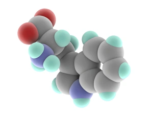 Amino Acid Structure Prints: Tryptophan molecule
