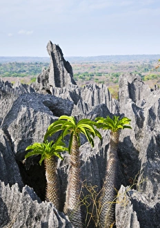 Tsingy de Bemaraha, Madagascar Tsingy de Bemaraha, Madagascar