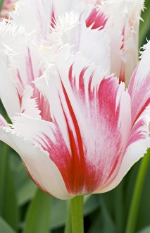 Freshness In Nature Photography Prints: Tulipa Carousel