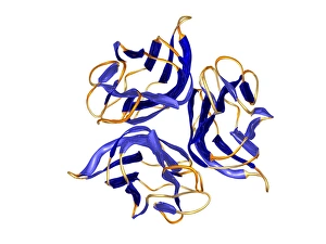 Tumour necrosis factor-alpha Tumour necrosis factor-alpha