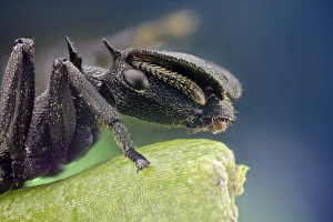 Prints of Turtle ant. Close-up of a turtle ant (Cephalotes sp.) soldier, showing its flattened head shield. Photographed in Peru Images Dated 2013 November: Turtle Ant Print - Close-up of a soldier with flattened head shield