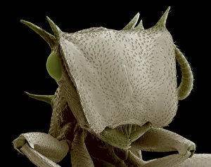 Coloured SEM Print of Turtle Ant Head