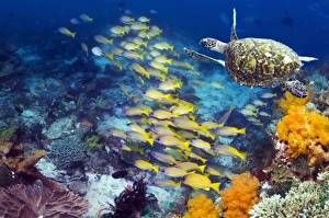 Tropical Marine Animals Prints: Turtle and fish on a reef
