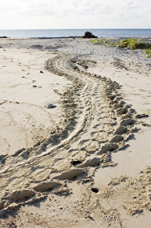 Sabah Wildlife Photography Prints: Turtle tracks