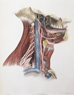 Twelfth cranial nerve Twelfth cranial nerve