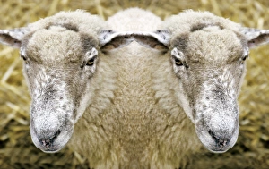 Prints of Two-headed sheep. Conceptual image of a sheep (Ovis aries) with two heads Images Dated 2004 July: Two-Headed Sheep Print