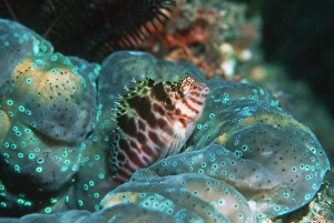 Images Dated 2005 February: Two-spotted hawkfish hiding in a giant clam Print