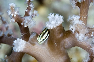 Asian Bony Fish Prints: Two-stripe clingfish