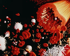 Blood Vessel Anatomy Prints: Types of blood cell