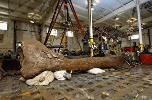 Tyrannosaurus rex femur bone Tyrannosaurus rex femur bone