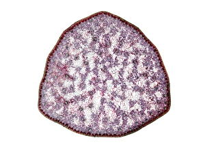 Vascular Bundle Structure Prints: Umbrella grass stem, light micrograph