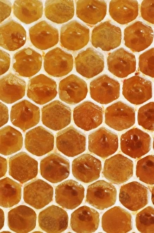 Honeycomb Structure Prints: Uncapped honeycomb