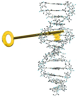 DNA Double Helix Structure Prints: Unlocking DNA