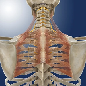 Images Dated 7th November 2012: Upper Back Anatomy Print - Computer Artwork of Scapular Muscles