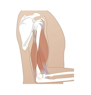 Upper Arm Muscles Print
