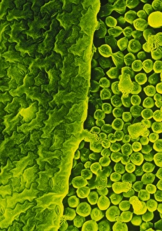 Upper surface of a pea leaf Upper surface of a pea leaf