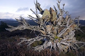 Pinus Sylvestris Images Prints: Uprooted Scots pine tree