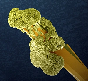 Scanning Electron Microscope Images Prints: Uranyl acetate crystals, SEM