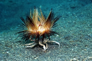 Lembeh Strait Indonesia Prints: Urchin crab