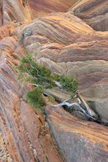 Utah Juniper Tree Prints: Utah juniper tree (Juniperus osteosperma)