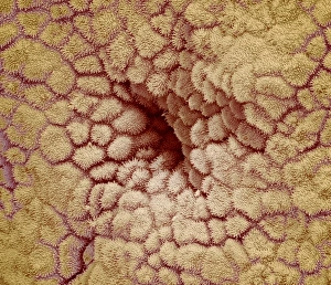 Coloured Scanning Electron Microscopy Images Prints: Uterus lining, SEM