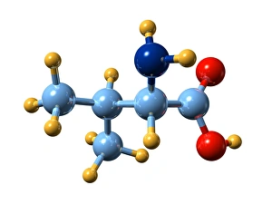 Images Dated 28th January 2008: Molecular Model Print of Valine