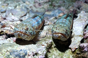 Images Dated 25th August 2009: Variegated lizard fish Print