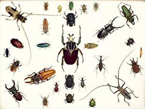 Images Dated 4th July 2013: Beetle Specimens Print