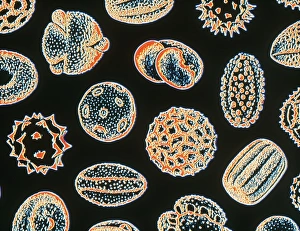 SEM Image of Pollen Grains Print