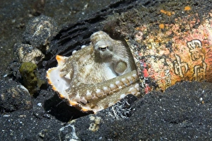 Veined Octopus Prints: Veined octopus