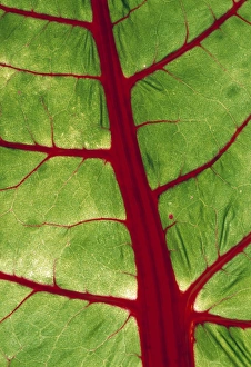 Leaf Vein Structure Prints: Veins in chard leaf