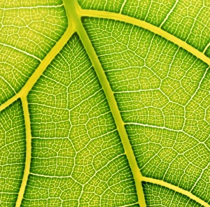 Veins in a fig leaf, Ficus lyrata Veins in a fig leaf, Ficus lyrata