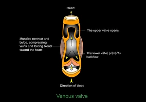 Blood Circulation System Prints: Venous valve, artwork