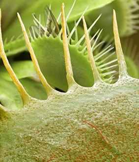 Venus flytrap leaves, SEM Venus flytrap leaves, SEM