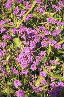 Drought Tolerant Plants Prints: Verbena rigida