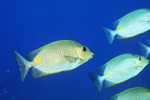 Prints of Vermiculated spinefoot fish (Siganus vermiculatus). This fish, also known as the maze rabbitfish, has poisonous spines in its fins. Photographed in the Andaman Sea, Thailand Images Dated 2004 September: Vermiculated spinefoot fish Print