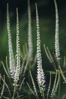 Images Dated 3rd February 2011: Veronicastrum Spring Dew Print, Dorset UK July