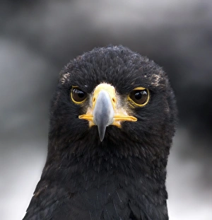 Large Bird Of Prey Prints: Verreauxs eagle