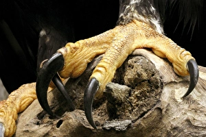 Birds With Sharp Talons Prints: Verreauxs eagle talons