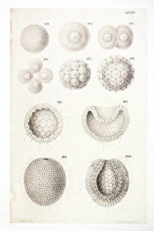 Prints of Vertebrate embryonic development. Historical artwork showing the development of an embryo from cleavage (top left) to gastrulation (bottom right) Images Dated 2008 December: Vertebrate Embryonic Development Print