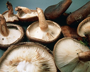View of harvested shiitake mushrooms View of harvested shiitake mushrooms