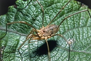 View of a harvestman (order Opiliones) on a leaf View of a harvestman (order Opiliones) on a leaf