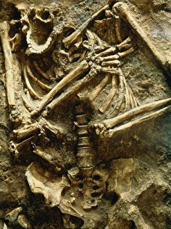 Ancient Human Remains Prints: View of the skeleton of a neanderthal
